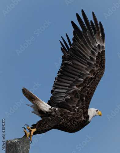 Bald eagle Taking Off