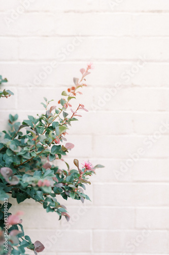 Pink flowers on white brick wall
