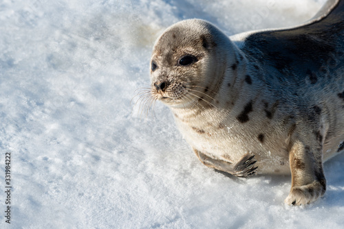 A young harp seal or grey seal moves across a frozen surface. The wild animal has a soft shiny grey fur coat with dark spots. It is moving across the ice using its long flippers and sharp claws.