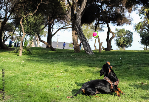 Perro dachshund negro buscando pelota