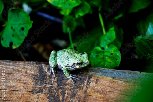 frog on a log