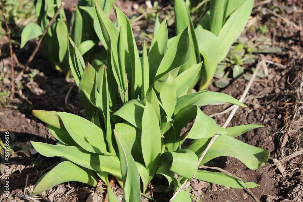 green tulip leaves in spring in the ground green tulip leaves in spring in the ground