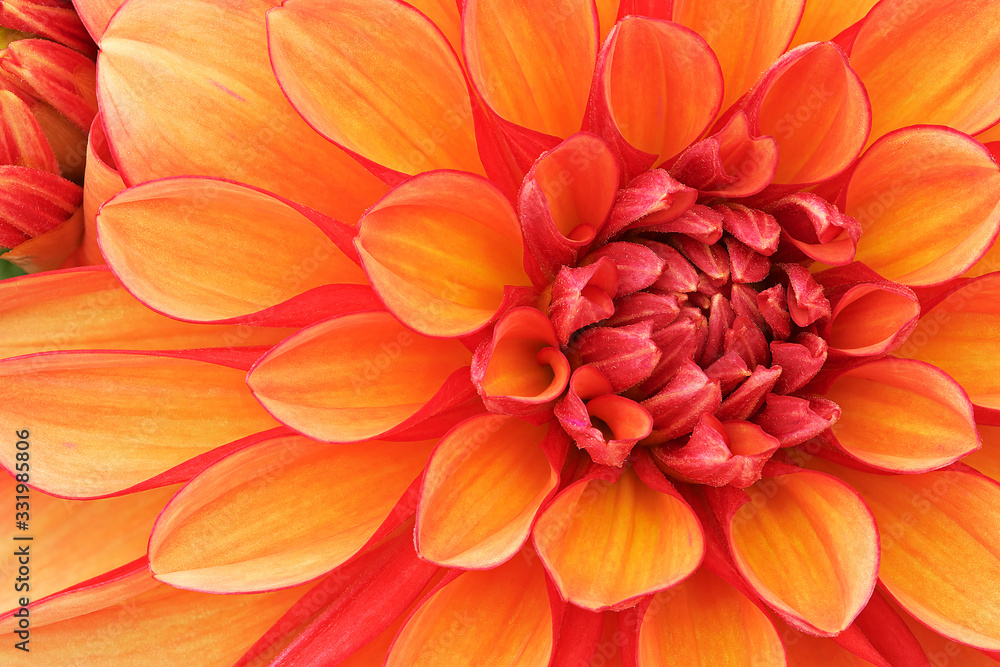 Close-up of an orange and red dahlia showing its textures, patterns and details Close-up of an orange and red dahlia showing its textures, patterns and details