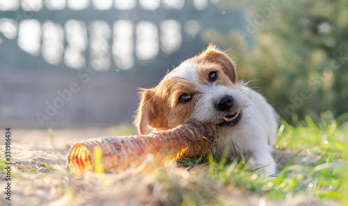 Portrait of a jack russell terrier dog eating meat in a spring garden full of sunshine.