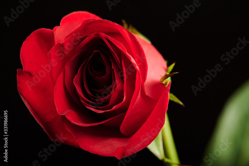 Head of red rose