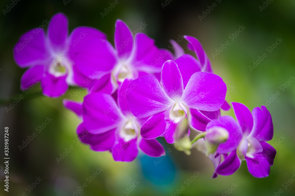 Purple orchids flower close up Purple orchids flower close up