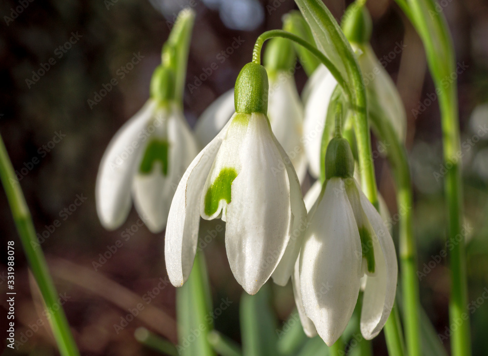 blühende Schneeglöckchen, Galanthus nivalis blühende Schneeglöckchen, Galanthus nivalis