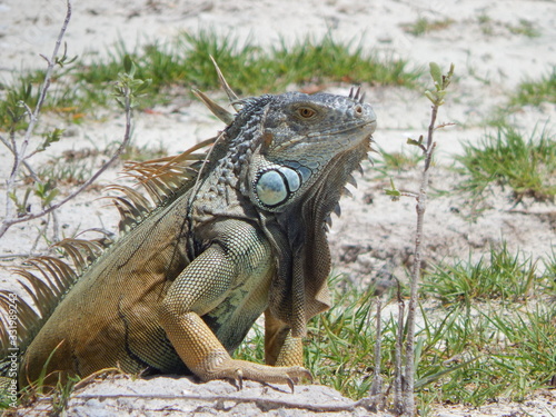 Leguan