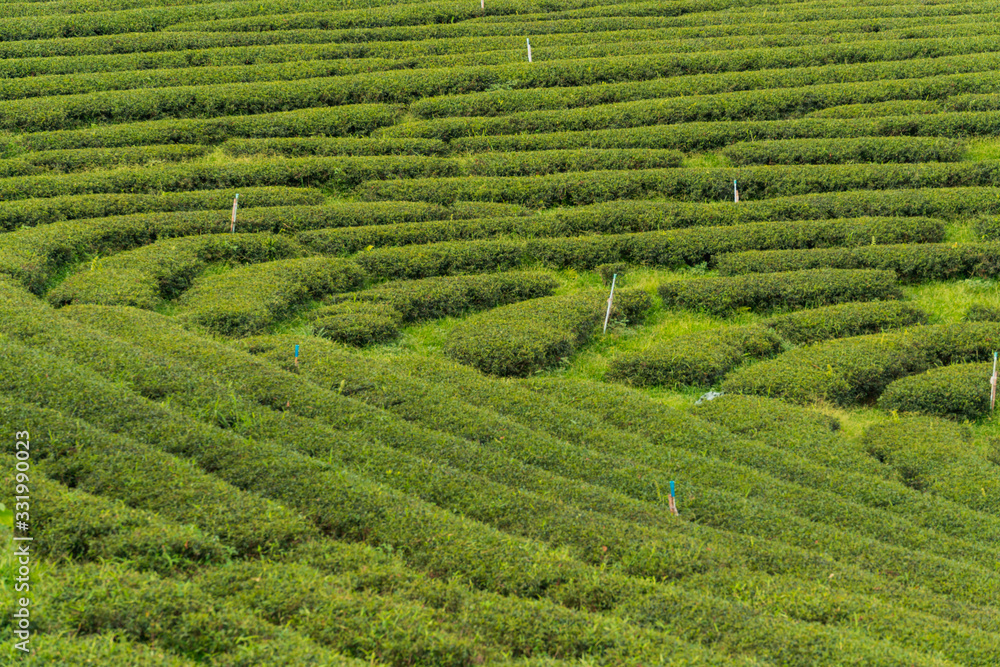Green tea orchard in Thailand