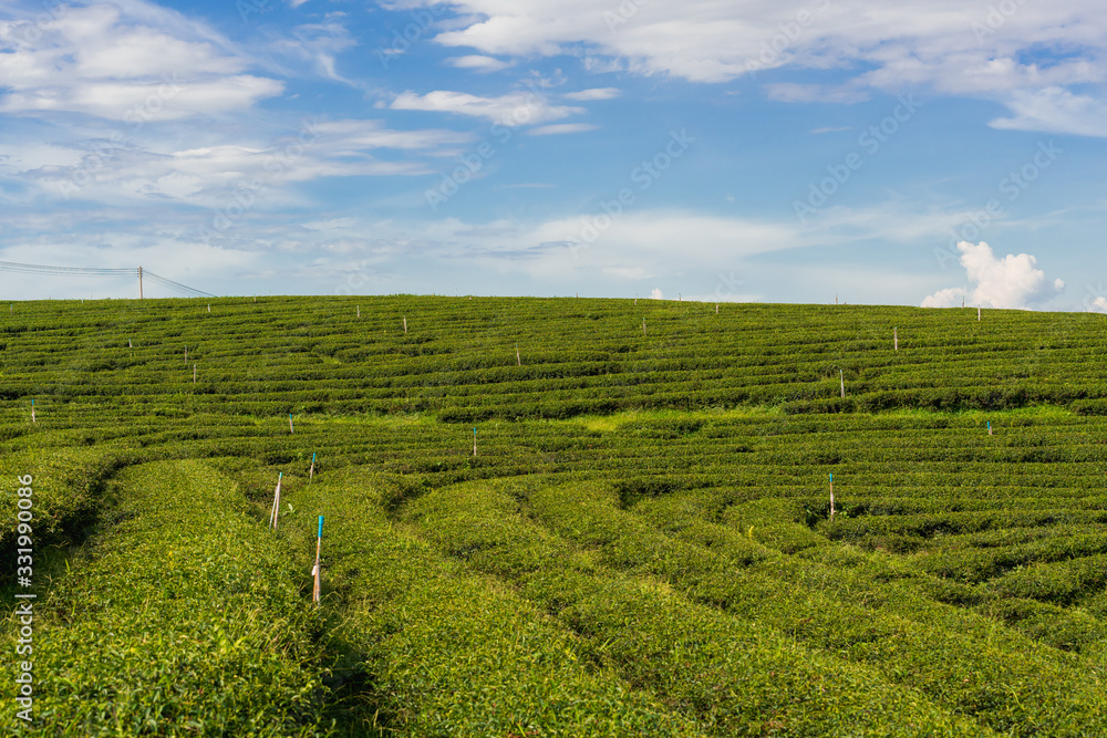 Green tea orchard in Thailand