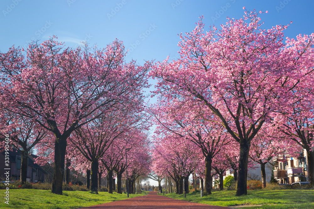 Fototapeta premium Cherry Blossom Path through a Beautiful Landscape Garden, Prunus sargentii in spring time over blue sky