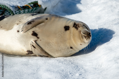 A large round harp seal with a light colored grey fur coat with dark spots lays in the sun. The wild animal is on white snow exposing its flippers, belly and long claws. The animal has long whiskers.