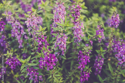 lavender flower in garden close up