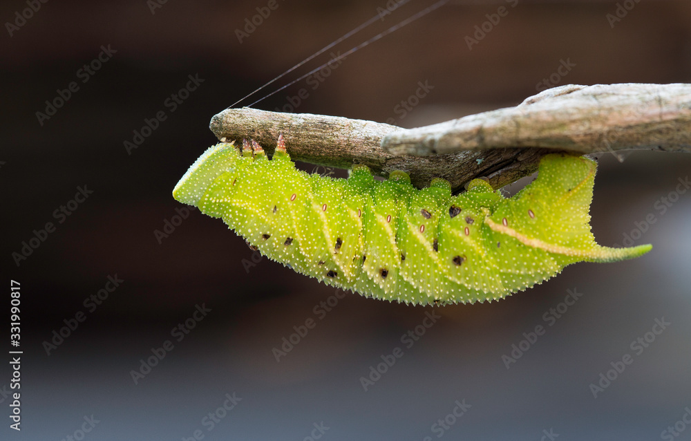 green caterpillar on wooden branch