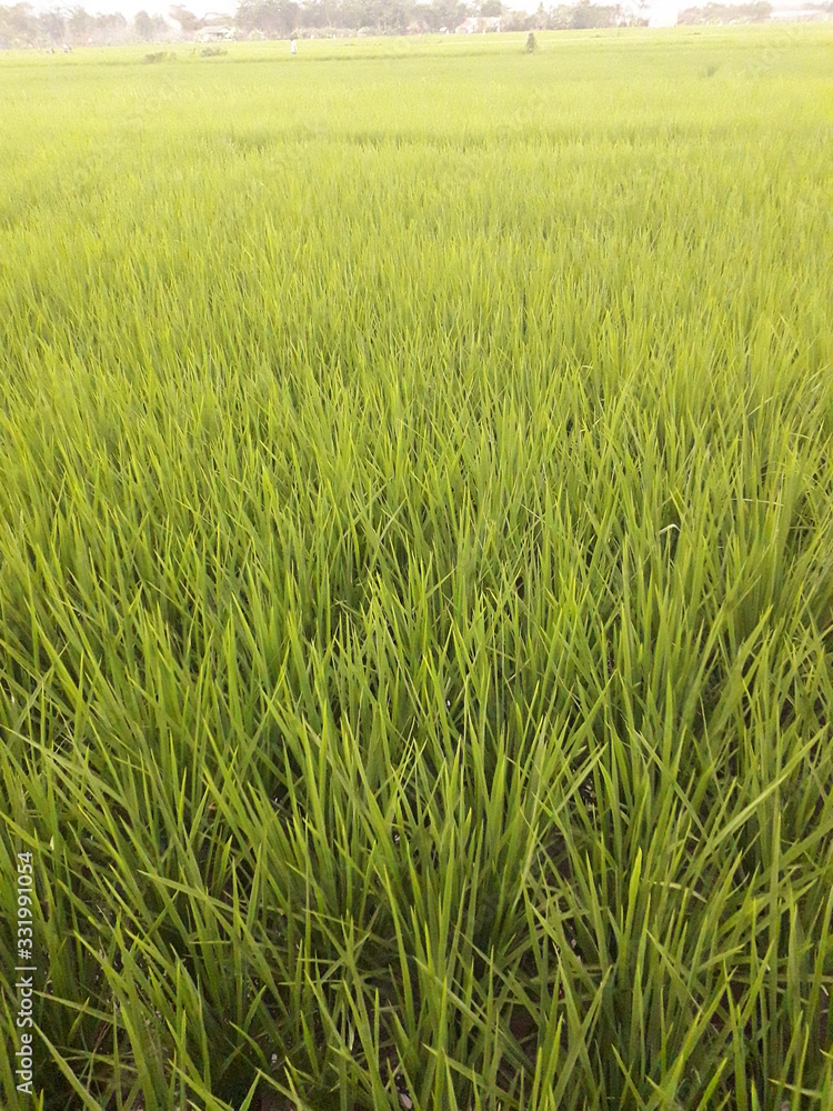 Expanse of green rice fields in the morning. Good for background and more. Expanse of green rice fields in the morning. Good for background and more.