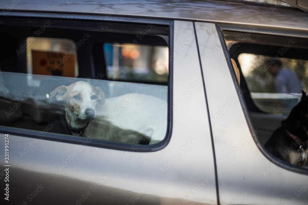 Dog inside Car in Goa India