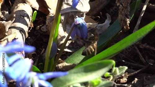 Macro of a brown fluffy spring bee Apis mellifera collecting pollen and netar in a blue flower Scilla caucasica in spring in the foothills of the North Caucasus photo