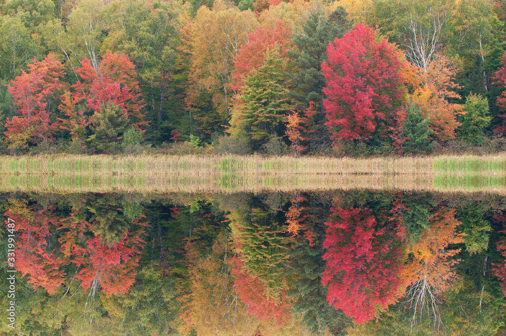 Obraz premium Foggy, autumn landscape of the shoreline of Doe Lake with mirrored reflections in calm water, Hiawatha National Forest, Michigan's Upper Peninsula, USA