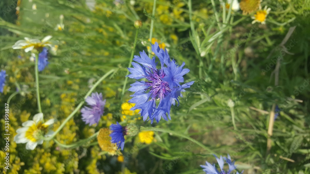A beautiful flowers having refreshing effect on mind A beautiful flowers having refreshing effect on mind