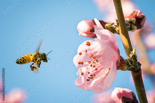 honey bee collecting nectar from flower with pollen in springtime, macro