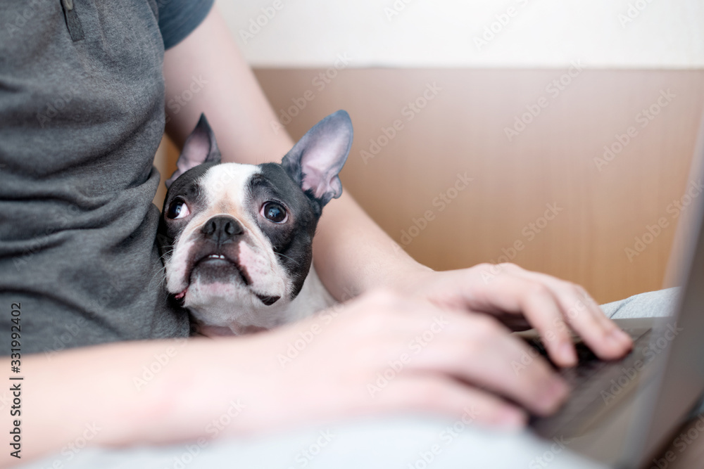 The loyal Boston Terrier sits next to the owner, who is quarantined and distance-learning at home and is working on a laptop. The concept of quarantine and virus.