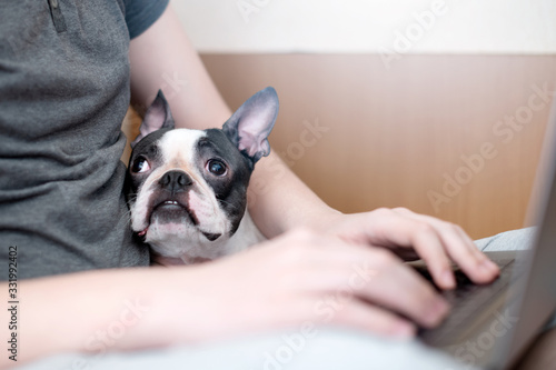 The loyal Boston Terrier sits next to the owner, who is quarantined and distance-learning at home and is working on a laptop. The concept of quarantine and virus.