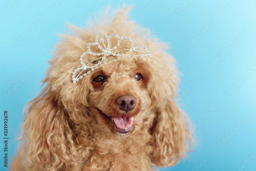 happy funny poodle dog on a blue background in the crown happy funny poodle dog on a blue background in the crown