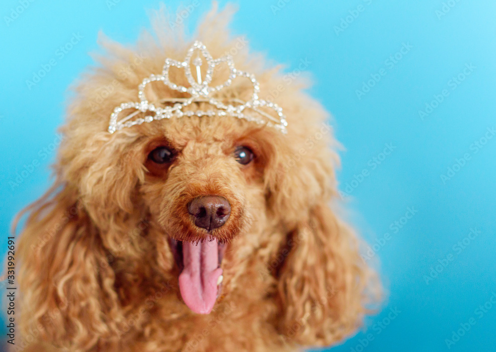 happy funny poodle dog on a blue background in the crown happy funny poodle dog on a blue background in the crown