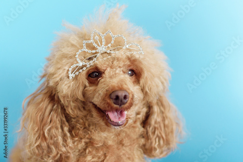 happy funny poodle dog on a blue background in the crown © klavdiyav