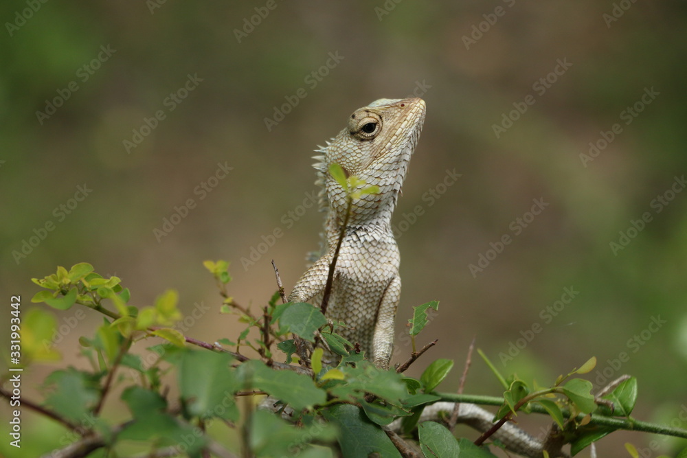 ASG REPTILE ASG REPTILE