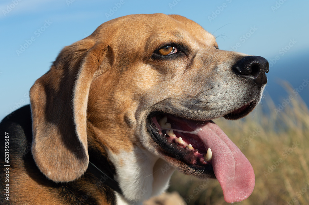 sweet beagle