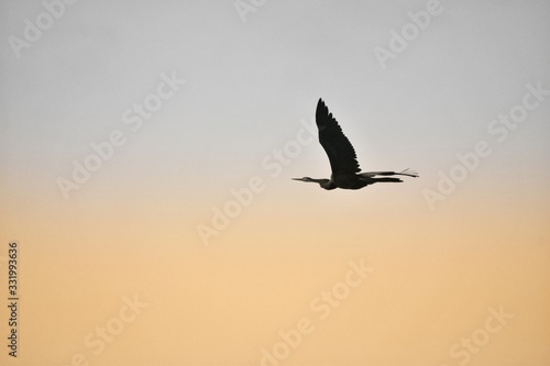 birds in flight © Nishab