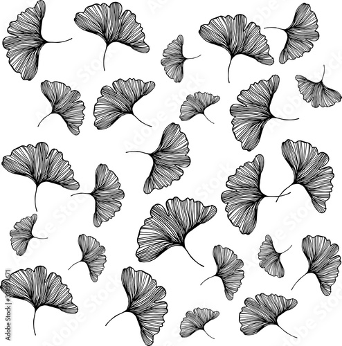 Ginkgo biloba leafs on white background pattern foliage plant medicine silhouette abstract white wallpaper illustration design nature floral hand drawn healthcare print monochrome outline