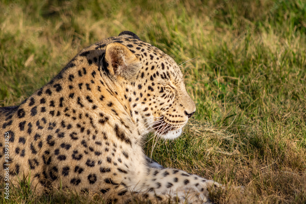 A lazy sleepy leopard laying on the grass on a hot sunny summer day in Attica zoological park A lazy sleepy leopard laying on the grass on a hot sunny summer day in Attica zoological park