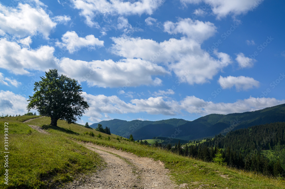 Big lonely oak tree on the top of the hill in summer mountains in clearly weather. Ukraine, Carpathians. Big lonely oak tree on the top of the hill in summer mountains in clearly weather. Ukraine, Carpathians.