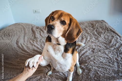 Fototapeta Naklejka Na Ścianę i Meble -  beagle
