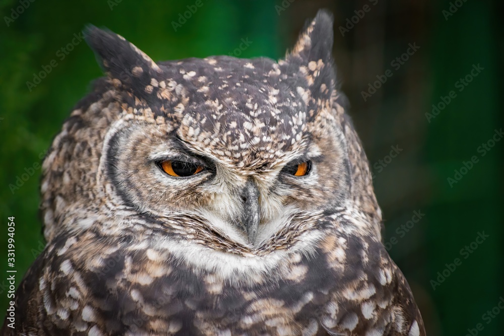 Close up of one cute owl with a funny sleepy look in Attica zoological park Close up of one cute owl with a funny sleepy look in Attica zoological park