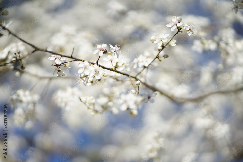 Wide shot of white delicate wild cherry blossom (prunus avium) against blue sky 