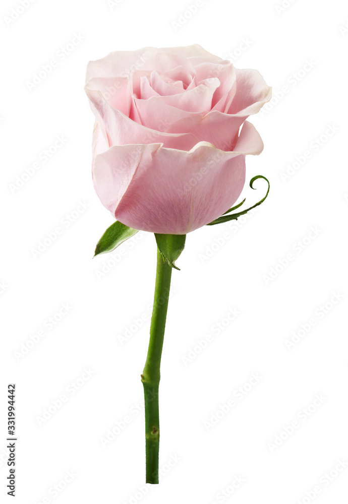 Beautiful rose flower isolated on white background. Rose bud on a green stem.