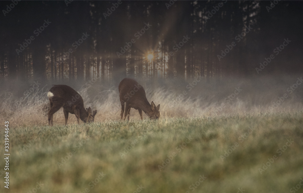 Naklejka premium Deer in the field and fog