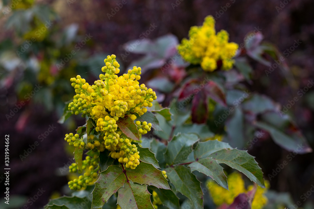 Obraz premium closeup of branch of holly sprite, American holly, Christmas holly (Ilex aquifolium L.) blossoming in yellow in spring. An ornamental plant used to decorate flats and houses during Christmas.