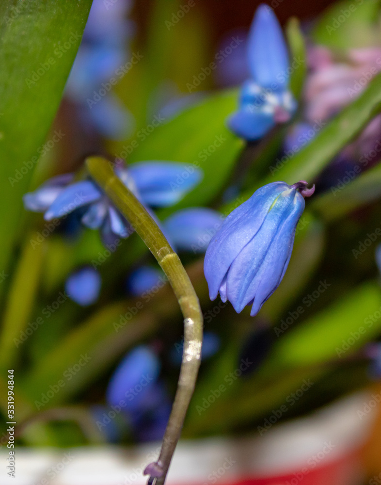 The first spring blue flowers snowdrops with a flower resembling a bell The first spring blue flowers snowdrops with a flower resembling a bell