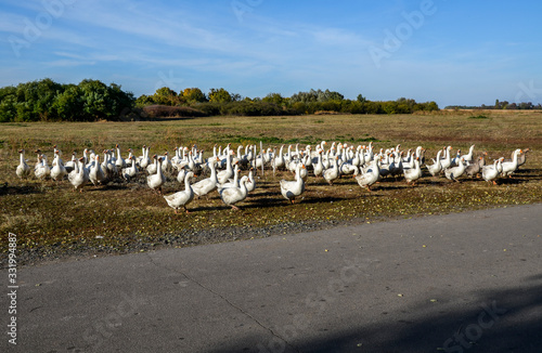 Flock of  white adult domestic geese in the garden rural landscape  summer time