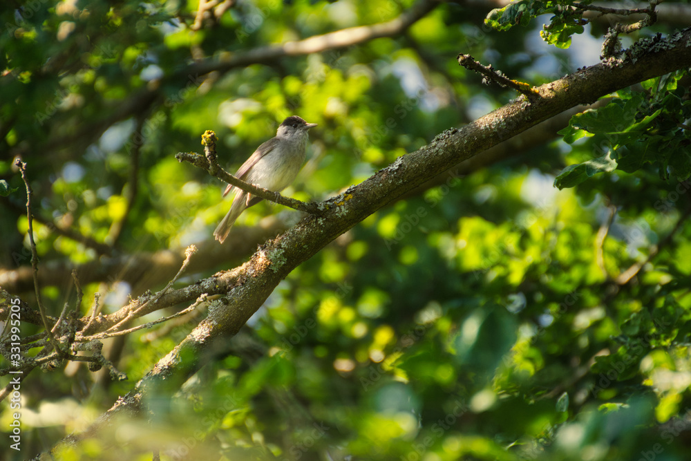Birds on tree. Bird on branch Birds on tree. Bird on branch