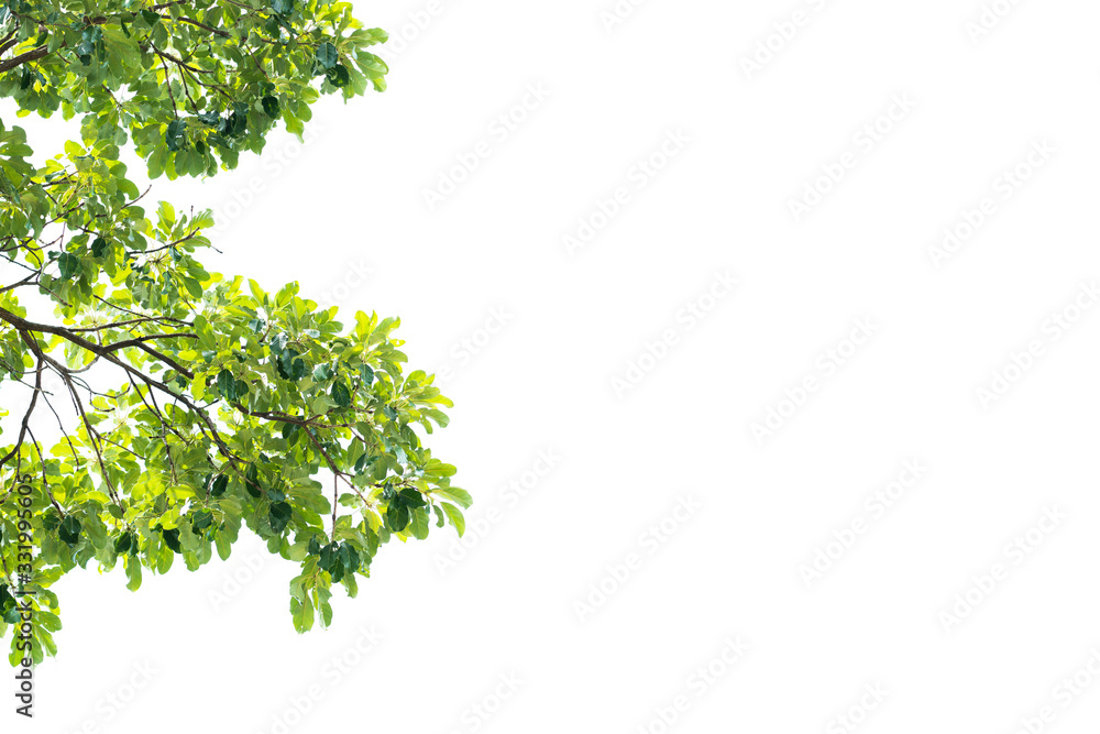 Green tree leave on white background. Space for your text and quote Green tree leave on white background. Space for your text and quote