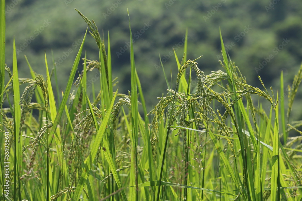 Obraz premium ASG THAILAND RICE