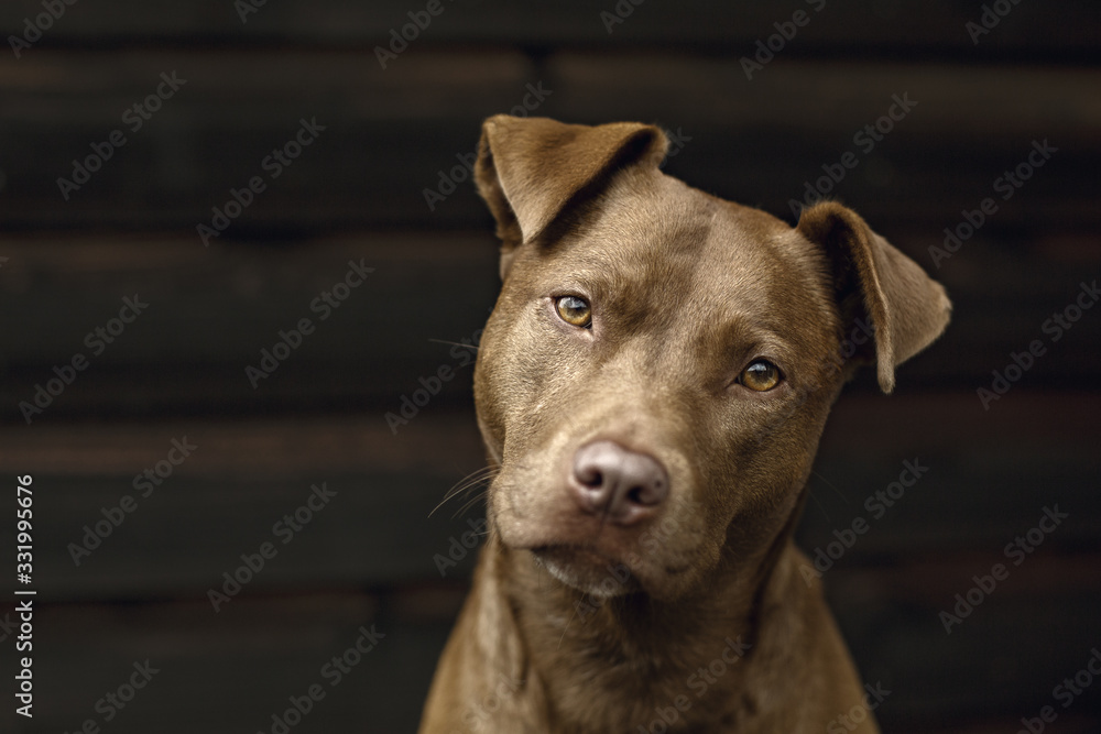 Portrait of Brown Dog Against Dark Wood Cabin