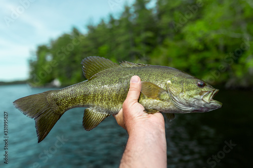 Smallmouth Bass Fishing Catch In Hand With Lake and Green Trees In Blurred Background