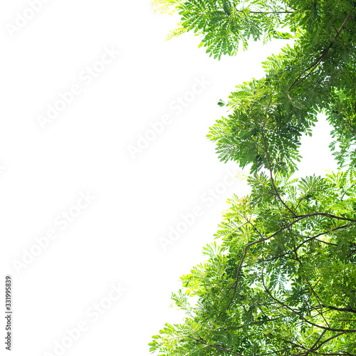 green leave on white background