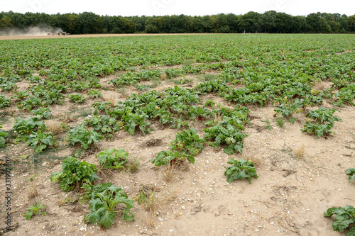 Canicule été 2019. Champ de betterave fourragère impacté par la sécheresse photo